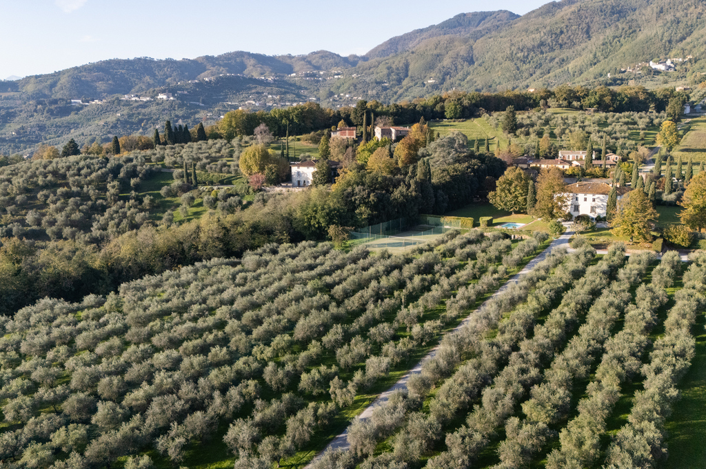 Fattoria-Mansi-Bernardini-Olio-Extravergine-Oliva