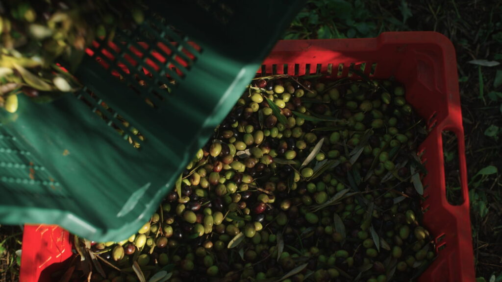 olive new 2 (1)